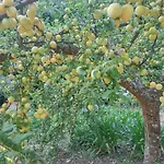Quinta Da Telheira 4*
