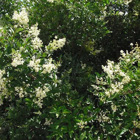 Konukevi Quinta Da Telheira Alfoloes