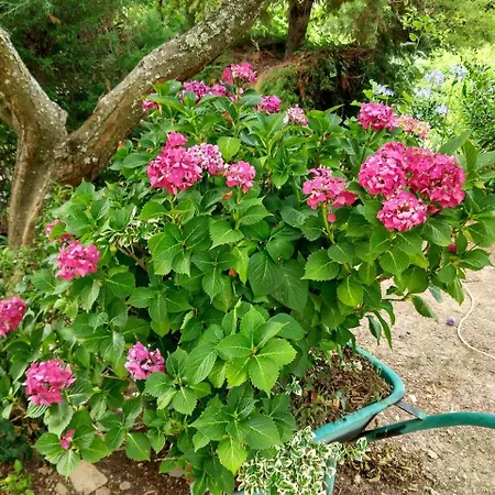 ゲストハウス Quinta Da Telheira Alfolões